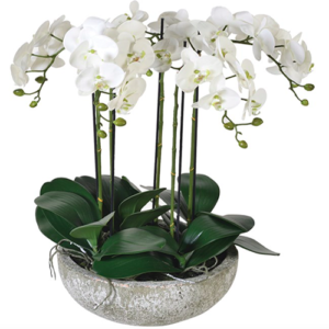 Coppa ceramica con cinque piante phalenopsis