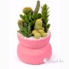 Composizione di Piante Grasse Fresche in Vaso Design