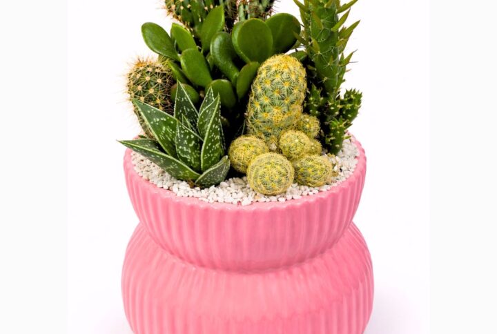 Composizione di Piante Grasse Fresche in Vaso Design