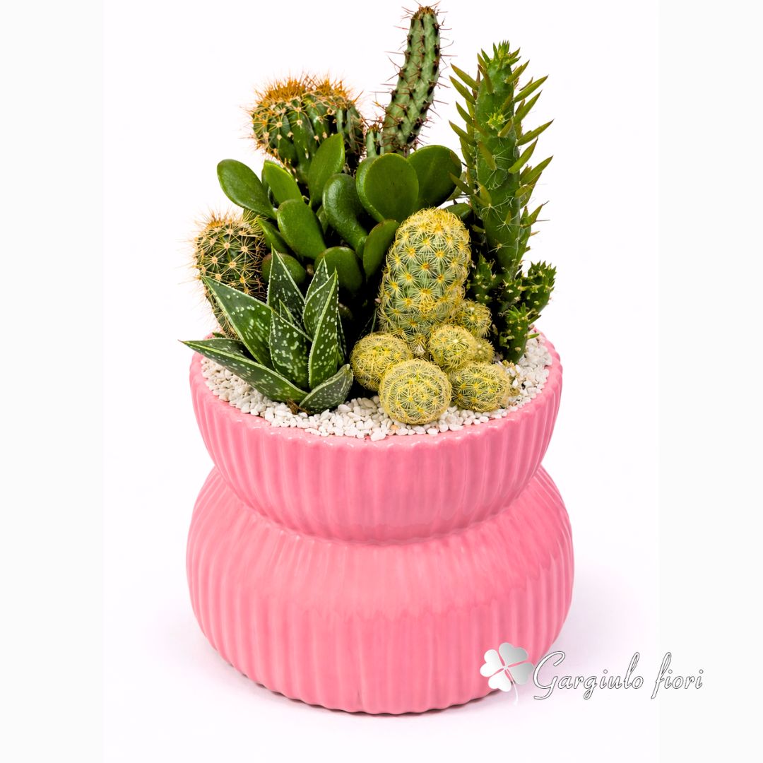 Composizione di Piante Grasse Fresche in Vaso Design